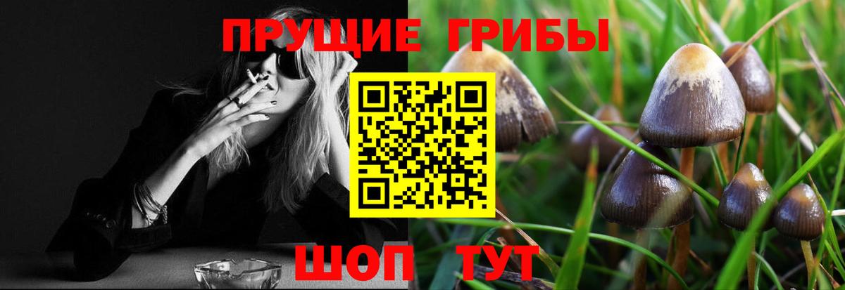 Галлюциногенные грибы Psilocybe  где можно купить наркотик  Кизляр  Вход с VPN 